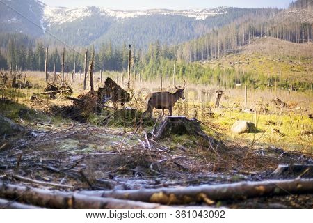 Single Horn Roe Deer