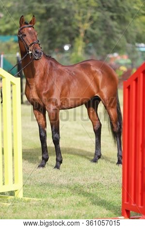 Beautiful Thoroughbred Warmblood Chestnut Colored Racehorse Mare Posing On The Showground