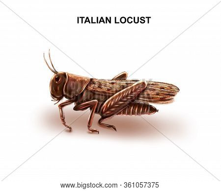 Illustration Of The Italian Locust (prus). Insect