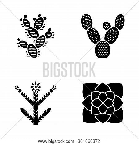 Desert Plants Glyph Icons Set. Exotic Flora. Bunny Ear Cactus, Prickly Pear, Cholla, Ghost Plant. Am