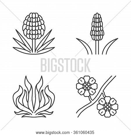 Linear Icons Set. Exotic Flora. Yucca, Kniphofia, Century Plant, Whitestem Paperflower. Thin Line Co