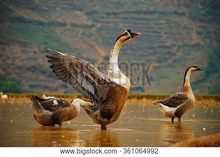 Goose In Rice Field In Vietnam Sapa Valley