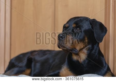 Portrait Of A Rottweiler Lying On The Floor. Rottweiler Lies In The House On The Floor. A Careful Lo