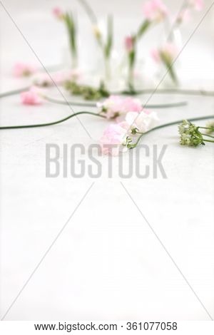 Nice And Tender Floral Greeting Card Design, Made Of Sweet Pea Flowers On White Background. Lardge S