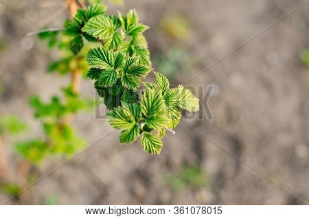 Young Raspberry Bush. Leaves Of Raspberry Bush. The Sun Shines On Raspberry Leaves.