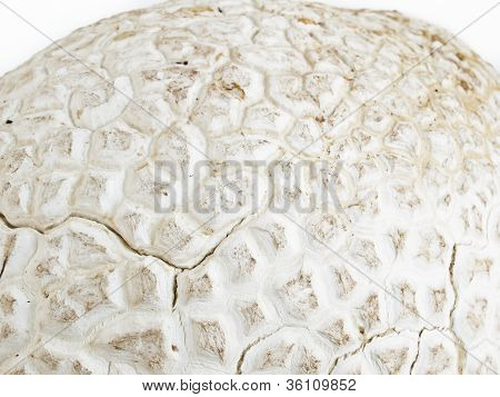 Puffball