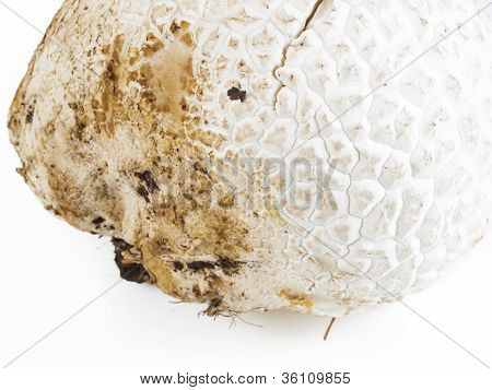 Puffball