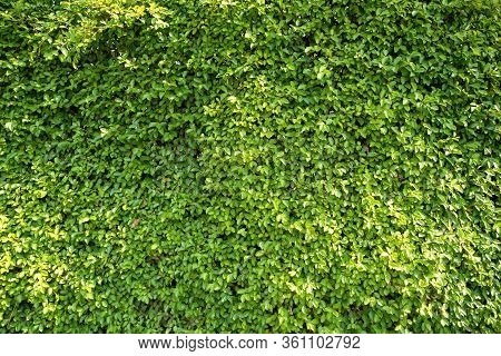 Full Frame Background And Texture Of Banyan Tree Or Ficus Annulata. Leaves Can Be Used To Treat Woun