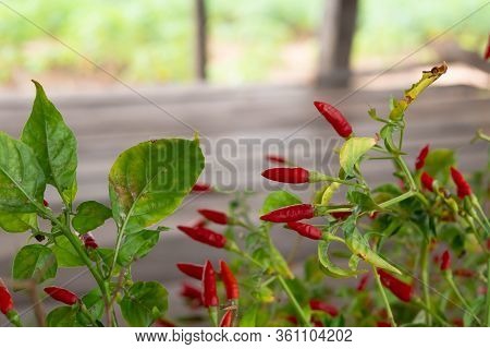 Capsicum Annuum Or Chilli Padi On Wooden Hut With Blurred Background