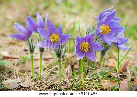 Pulsatilla bloem In een Forest