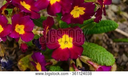 Perennial Primrose Or Primula In The Spring Garden. Spring Primroses Flowers, Primula Polyanthus, Pr