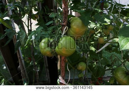 Healthy Eating Concept - Ripe Beautiful Tomato And Cucumber Grows In The Summer In The Greenhouse