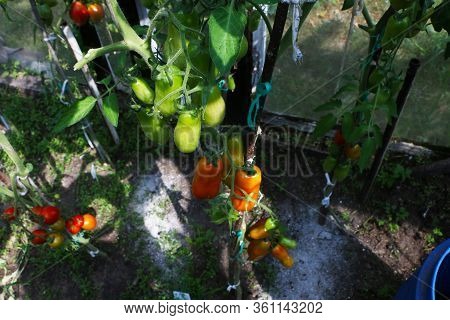 Healthy Eating Concept - Close-up Ripe Beautiful Tomato And Cucumber Grows In The Summer In The Gree