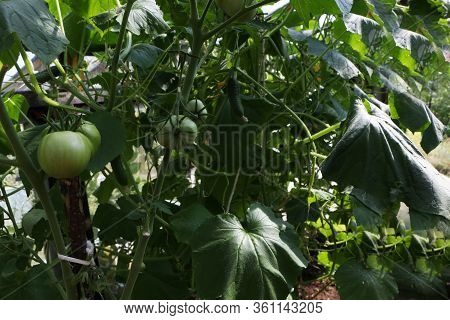 Close-up Photo - Ripe Beautiful Tomato And Cucumber Grows In The Summer In The Greenhouse