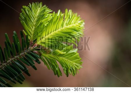 Closeup Of A Small Green Butterfly Larva On A Twig Of A Fir Tree - Blurred Background