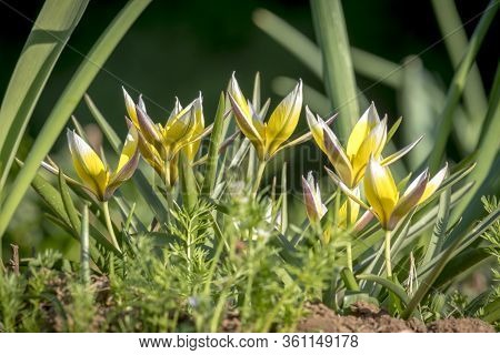 Several Small Star Tulips Growing Between Green Grass Taken From A Low Angle Shot