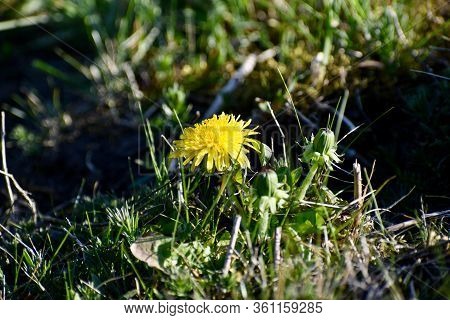 In The Spring Grow Beautiful Colorful Flowers.