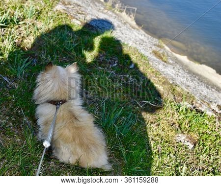 Spring Sun Walk Around Forest With Dog In Czech Republic.