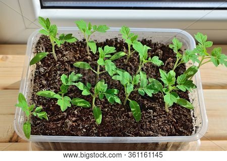 Tomato Seedlings Close Up Growing On The Windowsill In A Plastic Pot