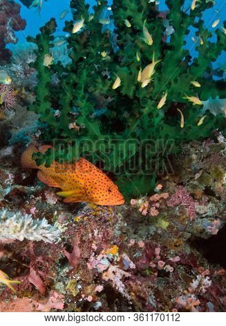 Predatory Stone Bass (serranidae) Hiding Under Bright Green Corals, Small Fish Swim Around. Underwat