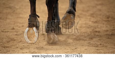 The Horse Runs On The Sandy Road The Detail Of The Hooves