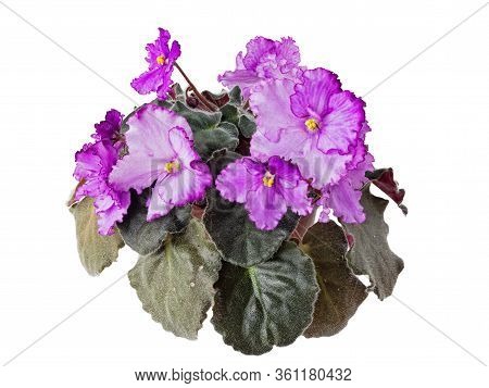 Blooming Violet Uzambara, Hybrid, Selective, Pink-purple, Semi-double. Close Up, Macro Shot, Isolate