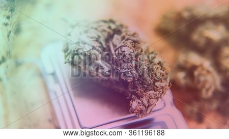 Checking  Fresh Marijuana Buds In Male Hands. Trimming Medical Marijuana