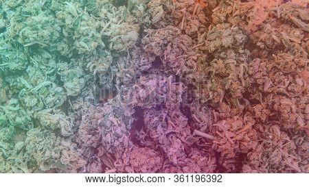 Strains Of Marijuana For Sale. Medical Marijuana And The Legalization Of Marijuana In The World.
