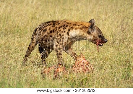 Spotted Hyena Chews Bone From Bloody Carcase