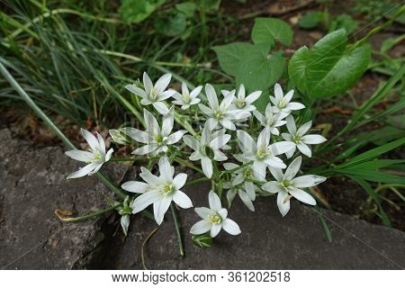 Pure White Flowers Of Ornithogalum Umbellatum In May