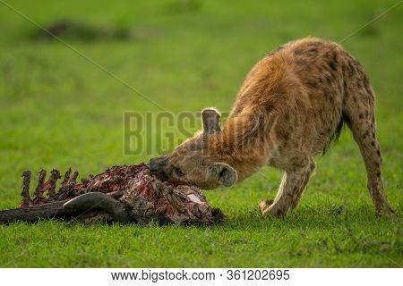 Spotted Hyena Gnaws Carcase In Short Grass
