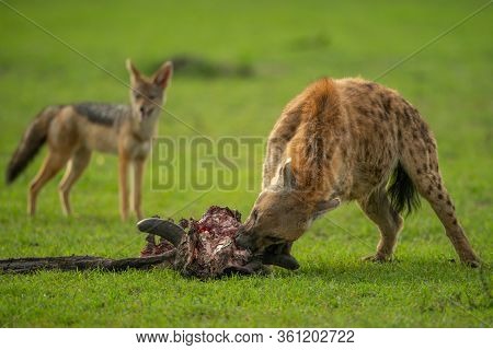 Spotted Hyena Gnaws Carcase Watched By Jackal