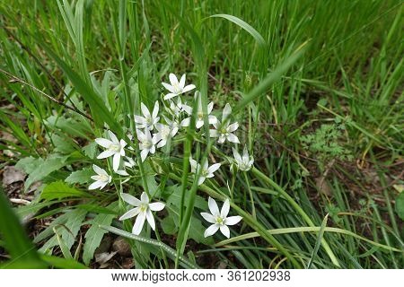 Star Shaped White Flowers Of Ornithogalum Umbellatum In The Grass In May