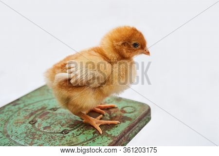 An Isa Brown Chick Sitting On A Metal Scale
