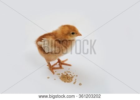 A Cute Isa Brown Chick Standing Near Some Food On A White Background.