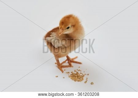 A Cute Isa Brown Chick Standing Near Some Food On A White Background.