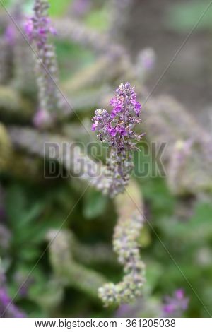 Iranian Germander Flower - Latin Name - Teucrium Hircanicum