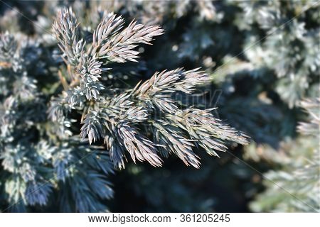 Flaky Juniper Blue Star - Latin Name - Juniperus Squamata Blue Star