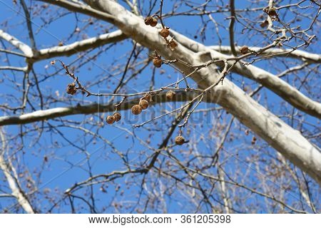London Plane - Latin Name - Platanus X Hispanica (platanus X Acerifolia)