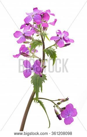 Annual Honesty Flowers Isolated On White Background