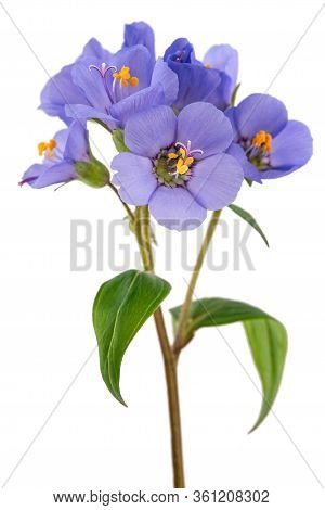 Jacob's Ladder Flowers