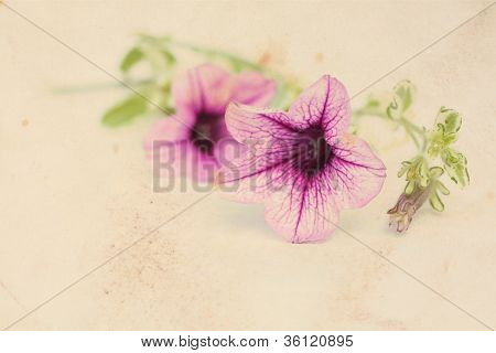 Assez Floral fond Vintage avec Surfinia fleurs