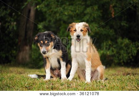 sÃ¼ÃŸe Border Collie Welpen