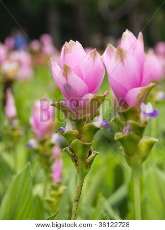 Siam Tulip
