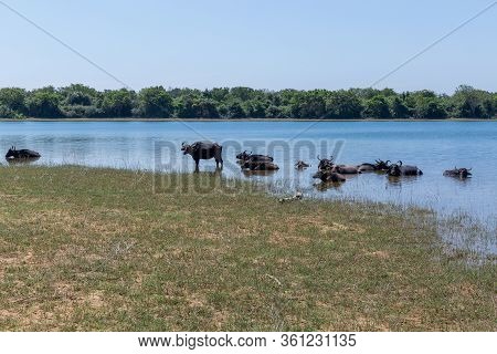 Wild Buffaloes Escape From The Heat In The Lake In Udawalawe National Park