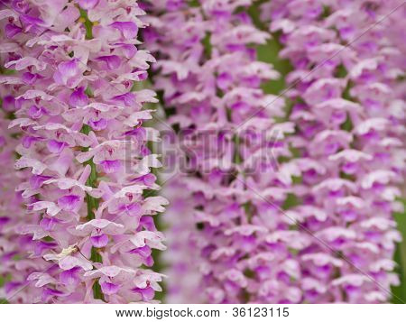 Rhynchostylis coelestis