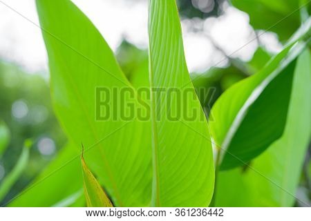 Saturated Green Leaf Of A Tropical Plant.