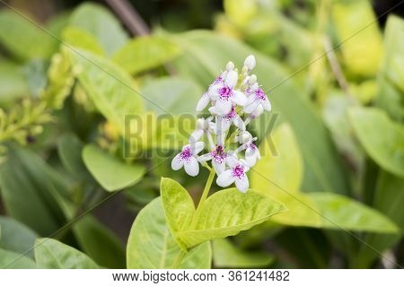 Flowers And Nature In Malaysia. Small White Violet Flowers. Kuala Lumpur, Malaysia.