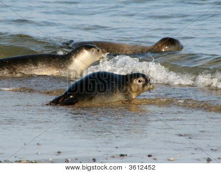 สัญลักษณ์ที่หาด Helgoland