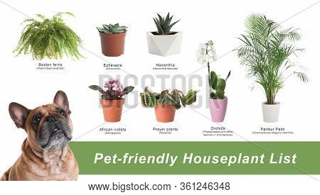List Of Pet-friendly Houseplants On White Background